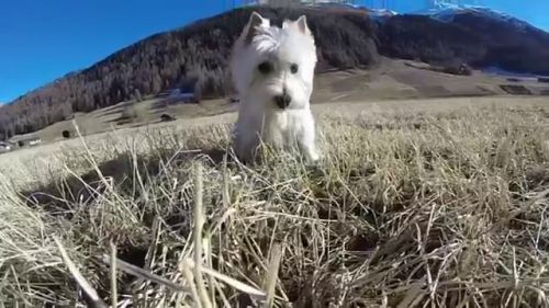 GoPro: Westie and snowboard (Livigno 2015)