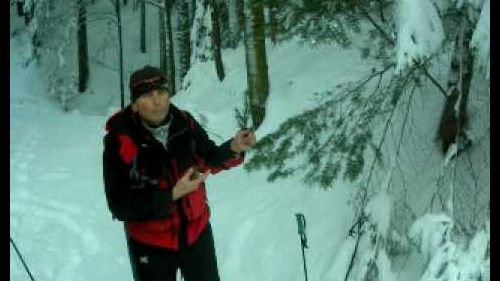 abetone foresta incantata Un intruso nel bosco