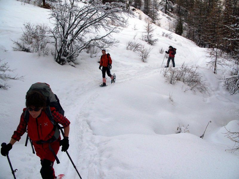 progressione nel bosco