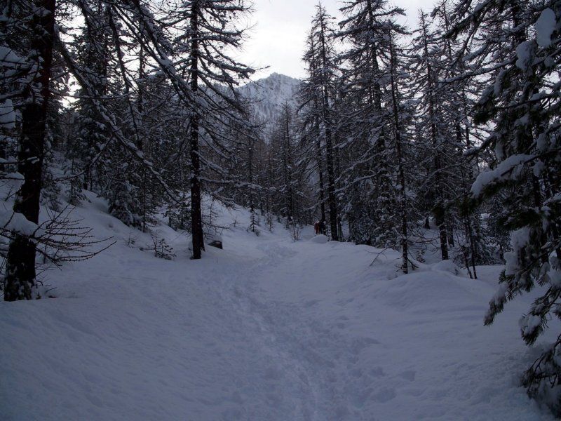 ancora nel bosco sopra Bousson