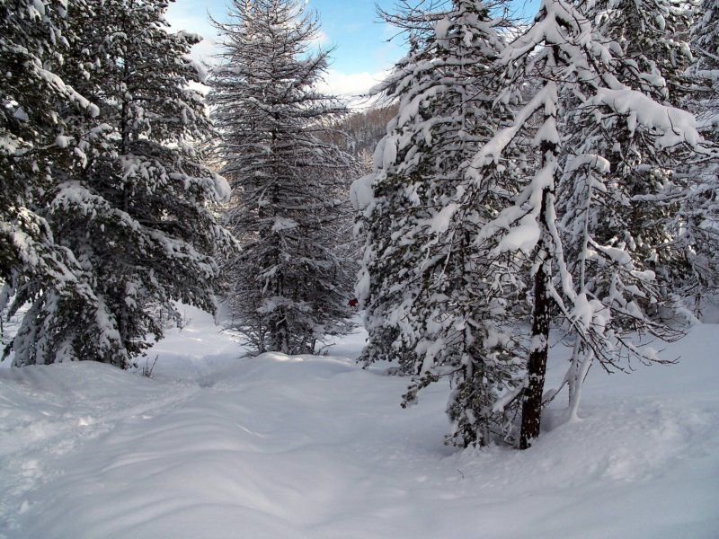 immagini del bosco sopra Bousson ( Cesana Torinese)