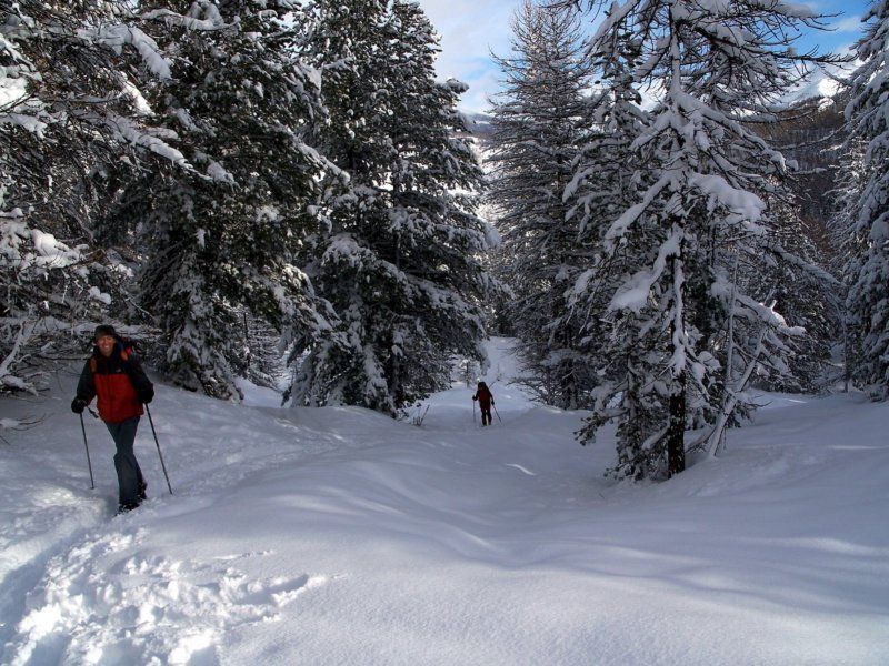 ancora nel bosco sopra bousson