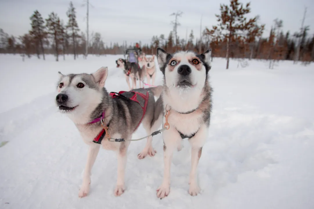 Husky Safari, un’esperienza indimenticabile da vivere a Levi