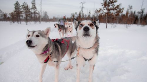 Husky Safari, un’esperienza indimenticabile da vivere a Levi