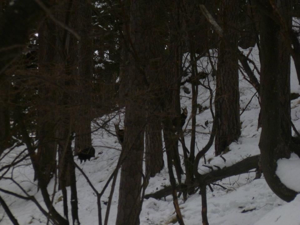 Ecco cosa so può vedere camminando nel Parco Orsiera Rocciavrè