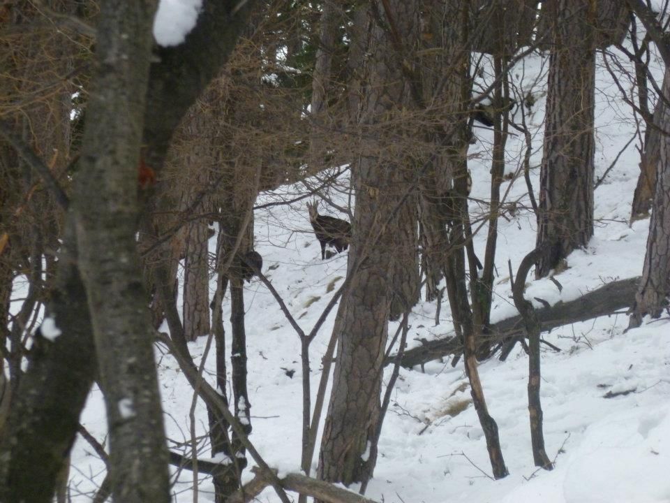 Avvistamento più ravvicinato della Fauna al Parco Orsiera Rocciavrè