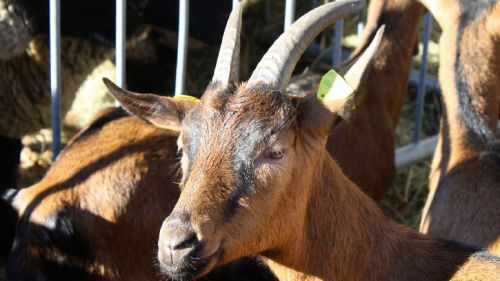 Sabato a Villanova Mondovì si apre "Bee, Formaggi di montagna", dedicata alle produzioni d'alta quota