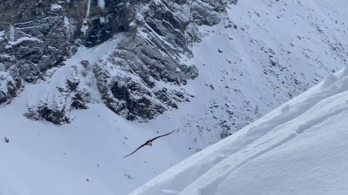 Volo del gipeto a Cogne