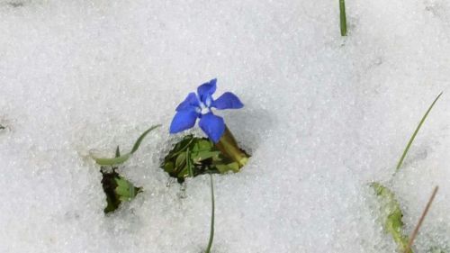 fiori blu di primavera