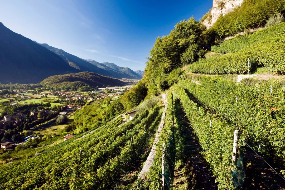 Canine aperte 2016: un'occasione per conoscere i vini delle Alpi