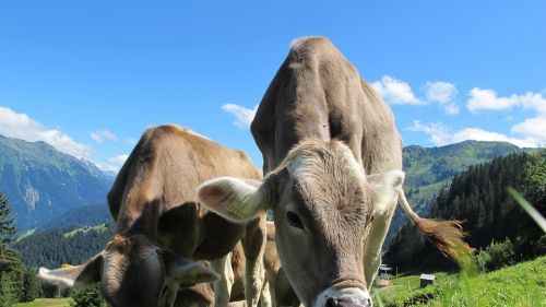 La tradizione casearia in Val Brembana