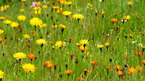 Le erbe spontanee del Trentino: tra natura e tradizione