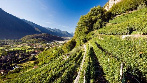 Cantine aperte 2016: un'occasione per conoscere i vini delle Alpi