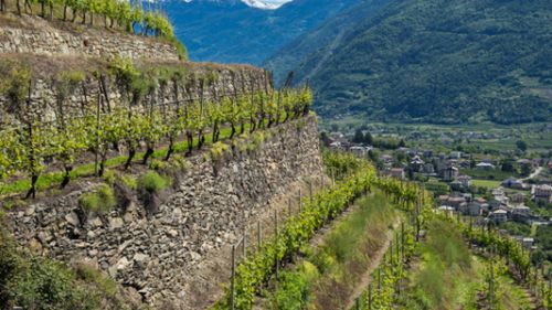 I vini della Valtellina: un lavoro duro che dà buoni frutti