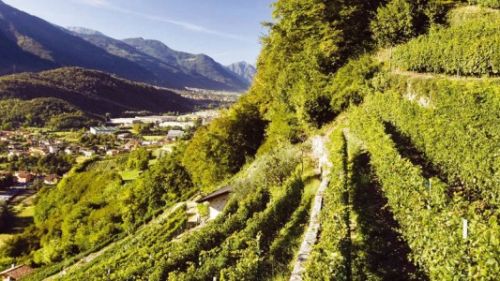 Valle Camonica: la viticoltura di montagna è patrimonio dell'umanità