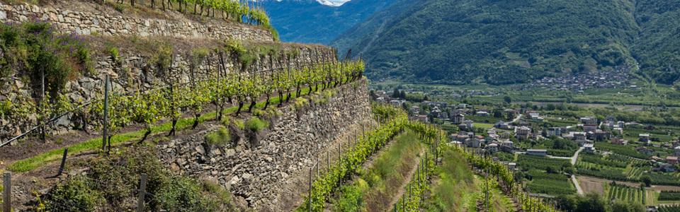 I vini della Valtellina: un lavoro duro che dà buoni frutti