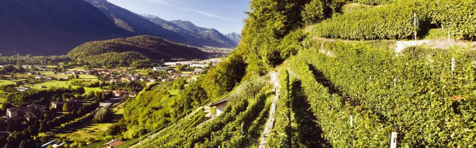 Valle Camonica: la viticoltura di montagna è patrimonio dell'umanità