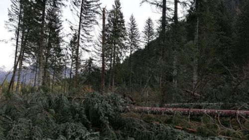 Il maltempo dei giorni scorsi ha colpito anche la zona di Forni Avoltri: tutte le foto esclusive che testimoniano la devastazione nella zona della Carnia Arena